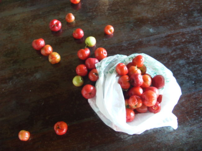 アセロラの実です。<br /><br />旅行した１１月から１月にかけてはブラジルは夏真っ盛り！乾期なので雨は少なく、フルーツがとても豊富でした。<br />どこの家にもミキサーがあり、とりたての果物をジュースにして飲んでいました。<br />できたてのアセロラジュースの味は格別ですよ！