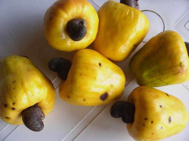 ブラジルで初めて口にした果物の中で一番驚いたのがコレ！カジューです。<br />ピーマンのような形をしていますが、ピーマンではありません。ヘタのような茶色い部分を下にして木からぶらさがって実っています。茶色い部分の正体は、カシューナッツです。<br />種が果肉の外側にできているのです。果肉の中には種はまったくありません。<br />種はカシューナッツに、果肉は搾ってジュースとして飲みます。<br />甘いのですが、エグ味というか渋味というか口の中がシュワシュワになってしまうような感覚がのこりますが、ブラジル人はこのカシューのジュースが大好きです。