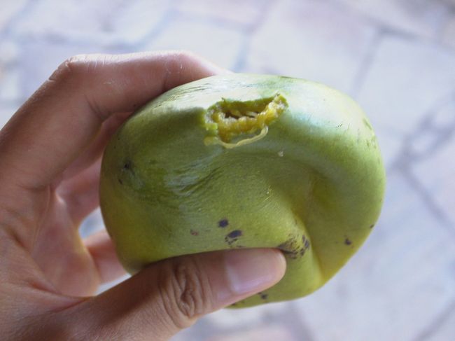 これはブラジルにいったら是非試してほしい、マンガ エスパーダというマンゴーです。<br />小振りで緑色のマンゴーです。<br />食べ方が変わっていて、普通に皮をむいて食べてもよいのですがこのマンゴーは繊維が大変多く歯に挟まってしまいます。<br />そこでもうひとつの食べ方は、まず皮をむかずに指でまんべんなく押して果肉をほぐします。<br />中の種が動くのが感じられるくらいになったら、お尻を一箇所小さく噛み切って穴をあけます。<br />そうしたらその穴からチュウチュウと中のジュースを吸い飲みするのです。<br />これがものすごくおいしい！！<br />１００％マンゴージュースが楽しめますよ。