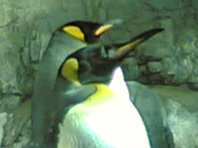 鳥羽水族館にて。<br />見応えのある水族館です。