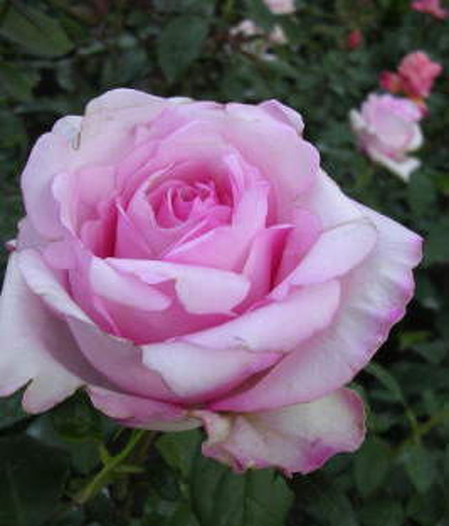 ブッチャートガーデンのバラ<br />入場料はちょっと高いですが、お花好きな人でもそうでなくても大満足なはず、広い敷地には様々な種類の花があふれています