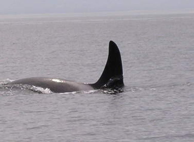 ホウェールウォッチング<br />遠くからではありますが、何回も背びれが見れました！<br />しかし後々知ったのですが、見たのは”whale”鯨ではなく”killer whale”シャチでした・・・