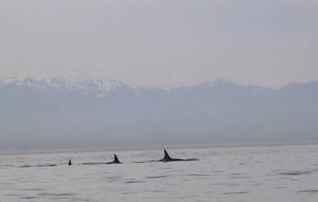 群れが見えるとガイドが教えてくれる