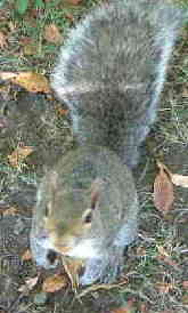 バンクーバーは市内でもリスが沢山いて寄ってきます<br />スカンクなどもいます