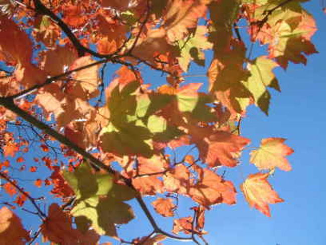 少し色づいてきました