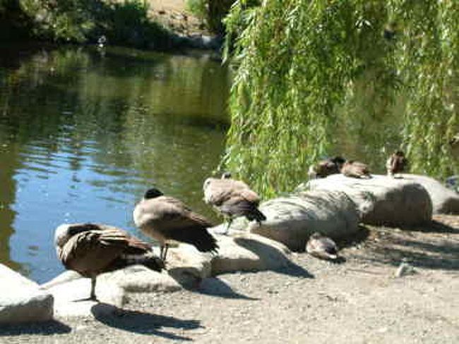 クィーンエリザベスパークの近く<br />日向ぼっこしている鴨