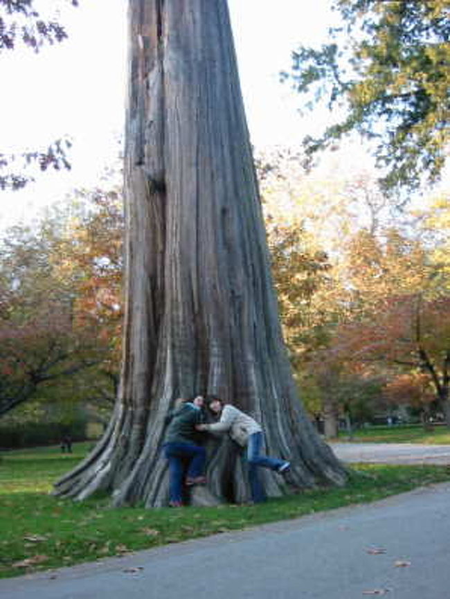 スタンレーパークにある巨木