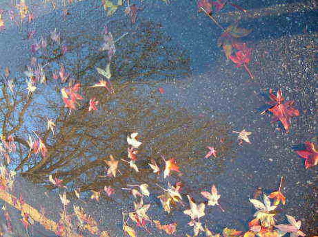 スタンレーパークに落ちていたはっぱ