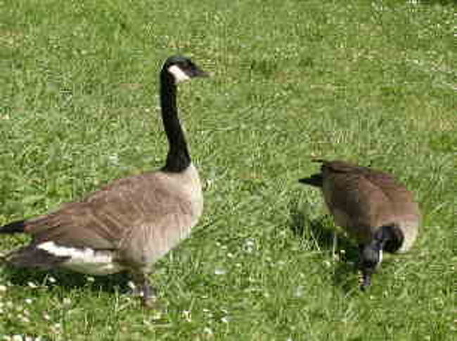 街のすぐそばでも自然があふれる