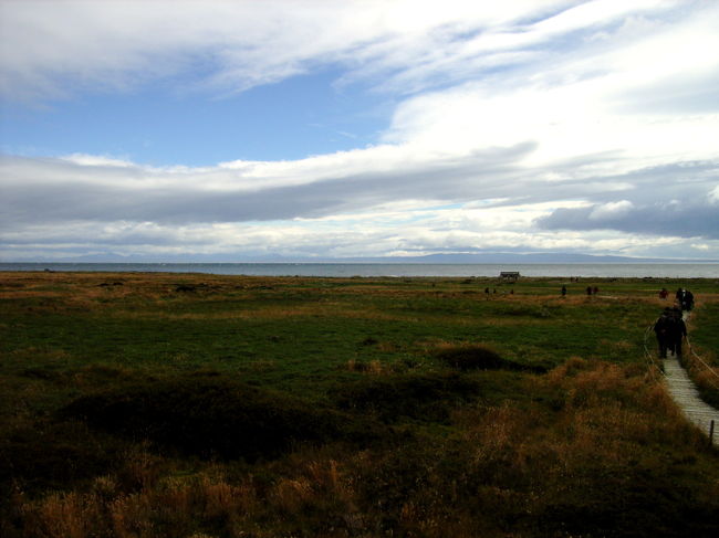 コロニーに着きました。板が渡されている順路以外は入れません。