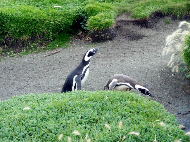 これから海に出勤のペンギンさんたち。