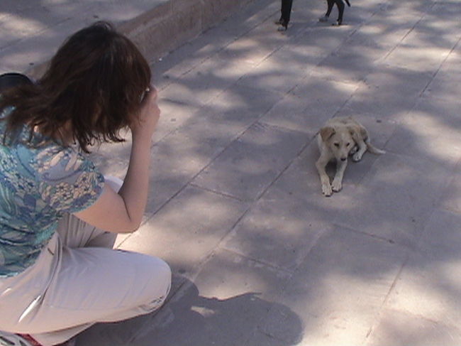 下に降りてきて。わんちゃんいっぱい。パシリ。