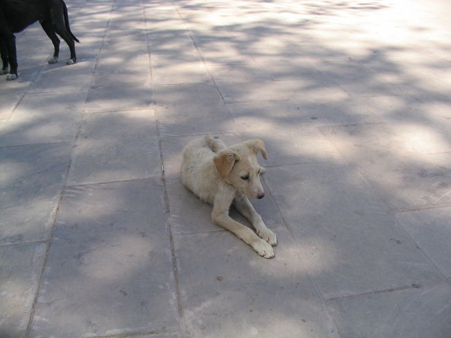 とれたのがこれ。