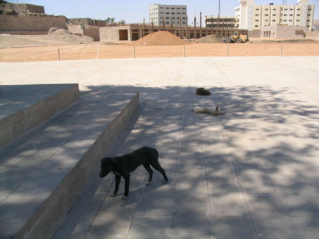 ワンちゃんも暑いです。