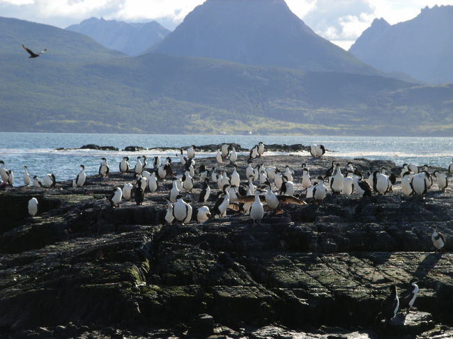 遠目に見るとペンギンのようですが、首が長いのでウミウです。この時点では「いたー！」っていう感激が先にあるので臭いが気になりませんが、徐々にたくさんいることがわかってクールダウンして来ると気になり始めます。