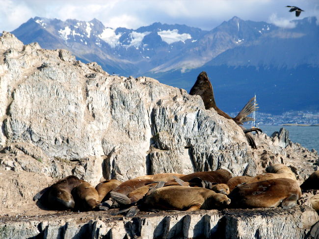オタリアです。デカい。とにかくデカい。<br />ガイドブックにあまり近づくなと書いてあるのに納得できるデカさ。そして臭さ。