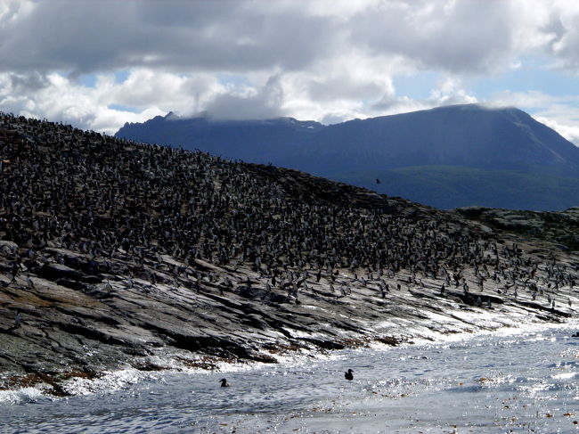 これって群れがダメな人は絶対ダメな写真ですよねぇ。