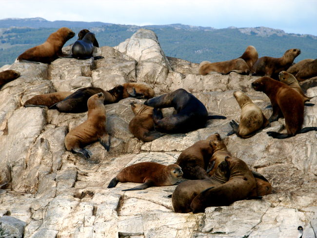 大きなオタリアですが、ふてぶてしさがない子供はかわいいです。