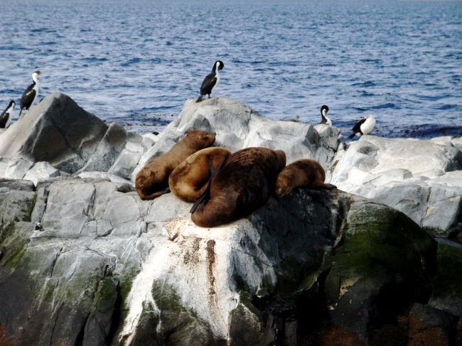 家族で寄り添うオタリアさん。