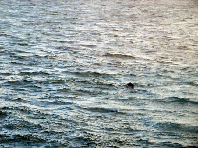 海で遊ぶオタリアを取ろうと頑張ったけどシャッターチャンスが非常に難しく撃沈。
