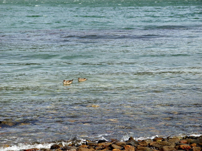 野鳥も見かけます。図鑑を手に歩いている人もいました。