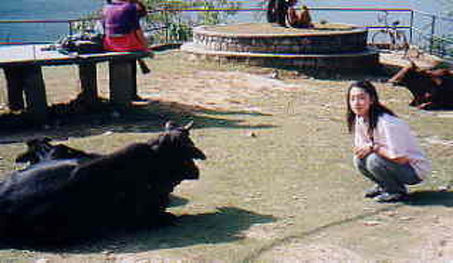 ポカラの街をふらふら歩いているとかなりの確率で「トレッキングはしないのか？」と聞かれる<br />が・・・トレッキング恐怖症の私と疲れるのは勘弁というマリコは、ポカラにきてはいけない外国人だったかのように「なんでここまできてトレッキングをしないんだ」と説教までされる