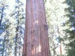 シャーマン将軍の木　General Sherman Tree

「地上最大の生物」ということになっている。根元の周囲31.1m、樹齢2300-2700年。
こんな木があるんだ、とただため息がでるばかり。