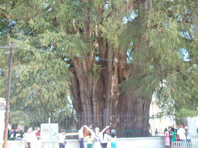 大きくて有名だという木