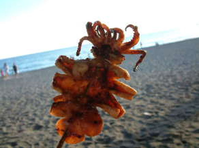 高雄からフェリーで行った島にて<br />イカ最高