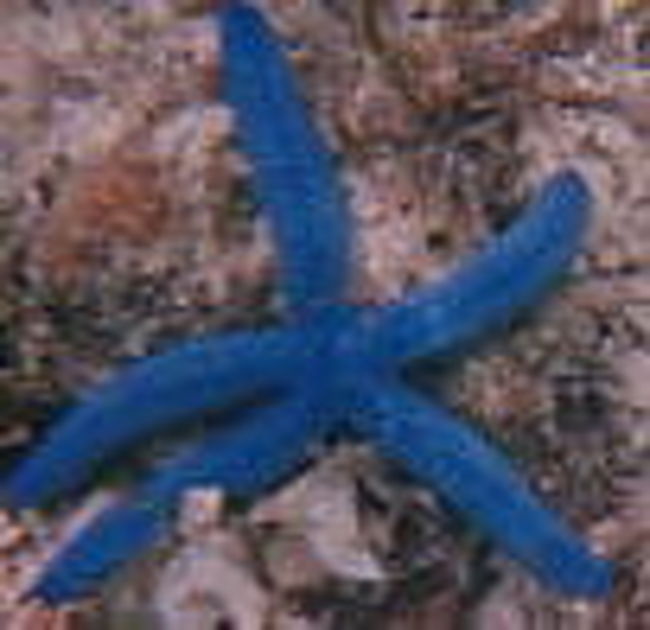 ヒトデ！青い！