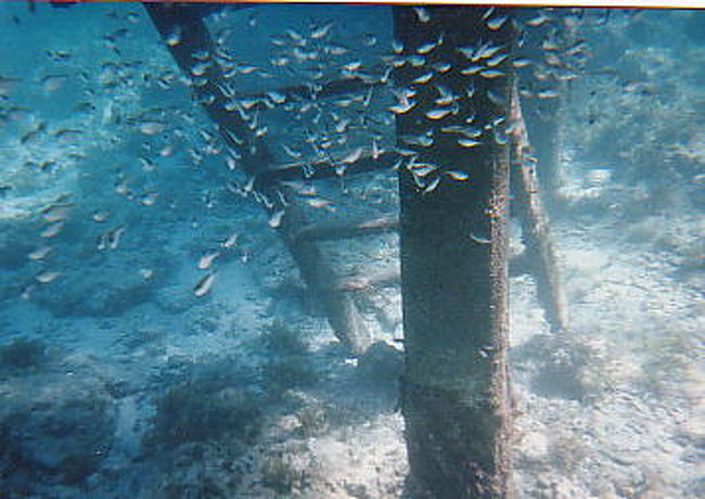 何なんだこの綺麗さは！<br />浅瀬でもこの透明度。近所の海につながっているとは思えない