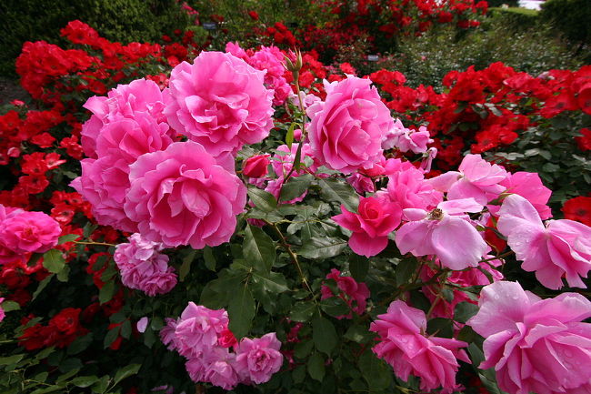 丁度満開の見ごろ