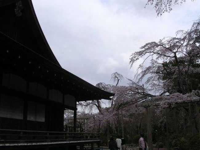 天龍寺<br />天気が残念だけど、桜は満開です
