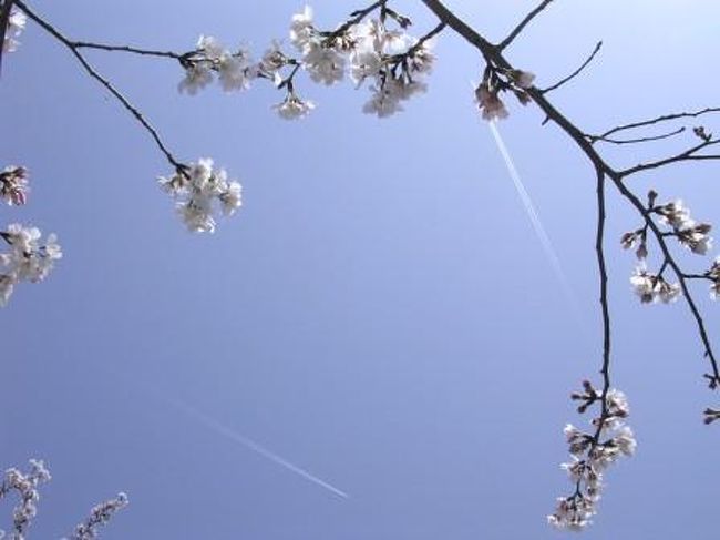 飛行機雲と桜