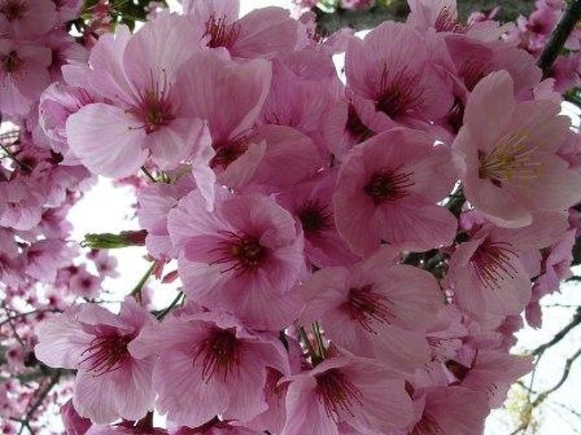 寺にも桜が綺麗に咲いていた