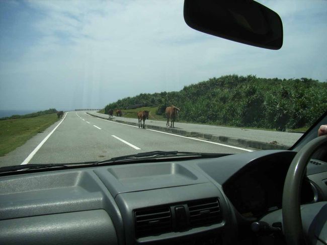 『対向車に会わないねぇ』<br />と言っていたら…<br /><br />対向車線を走って来たのは、馬。