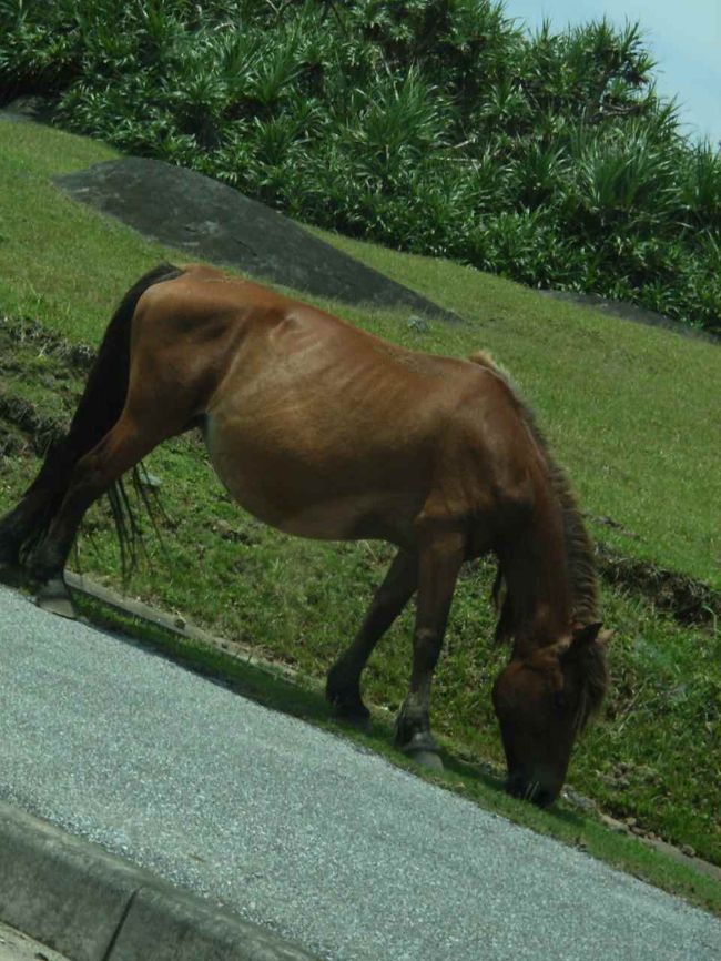 小型の日本在来馬、与那国馬。<br />今は絶滅の危機を脱し、<br />島内に120頭ほどいるという。<br />乗馬・観光・アニマルセラピーに<br />活躍しているそうだ。<br />島内を我が物顔で闊歩していた。<br />