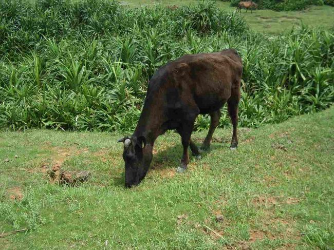 道路脇でのんびりと草を食べていたのは、牛。