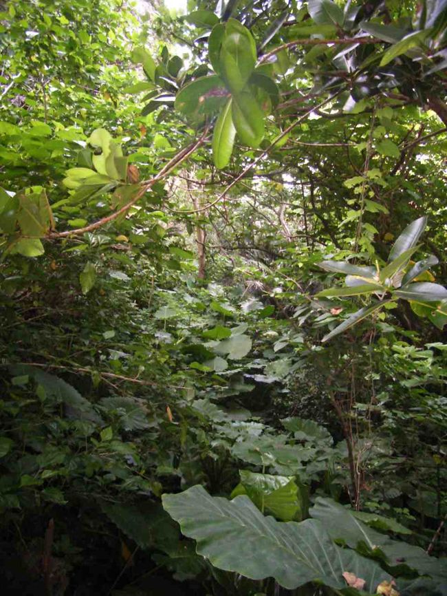 ティンダハナタへ登る道は<br />樹がうっそうと繁っていて<br />ジャングルのようだった。<br />羽根を広げると20cmを超えるという<br />世界最大の蛾、<br />ヨナグニサン（与那国蚕）の生息地。