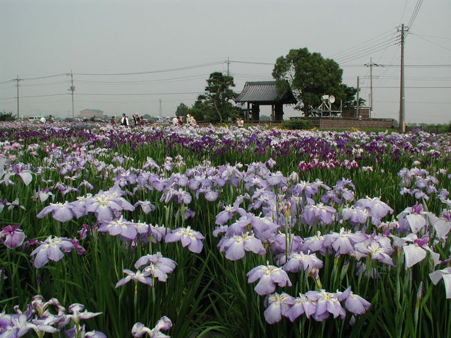 菖蒲城址あやめ園の花しょうぶ 埼玉県の旅行記 ブログ By いっちゃんさん フォートラベル