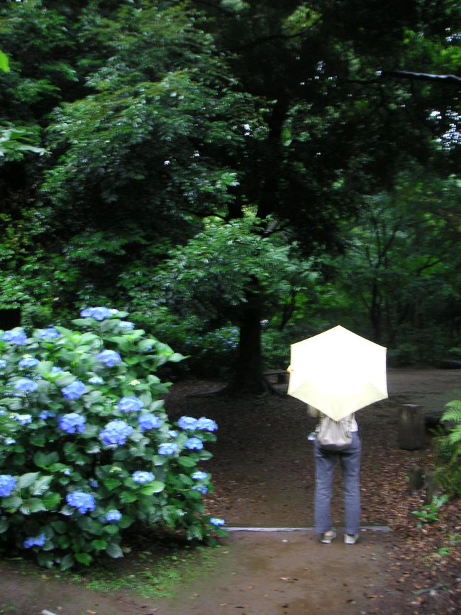 そのあじさいに期待して行ったのですが、<br />ちょこっとしか無かった。。<br />もっと大量にあると思ってたのに。