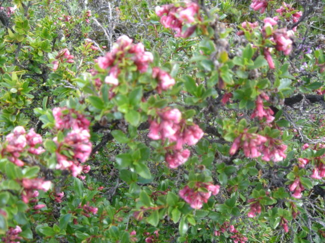 ピンクの小さな花