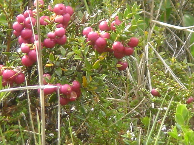 赤い実がなっている