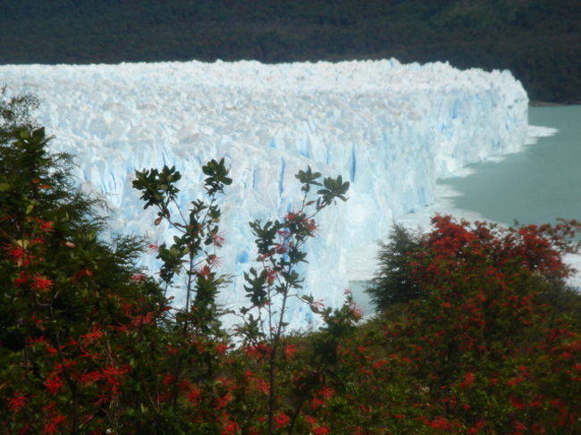 真っ赤な花ノートロはペリト・モレノ氷河によく似合っている