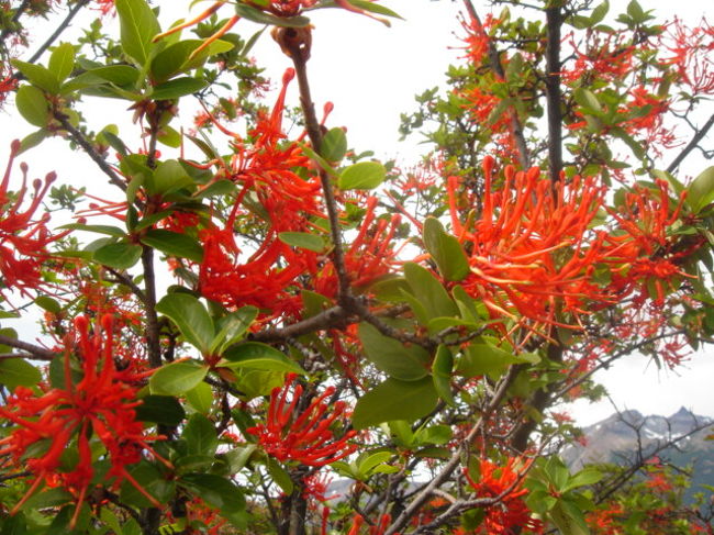 パタゴニアを代表する花、ノートロ