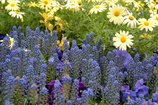 「ムスカリ」等。ヘルシンキ大聖堂前広場にて<br />