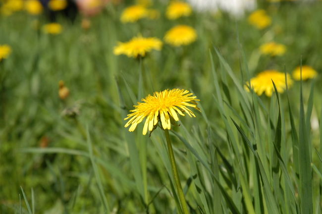 「タンポポ」<br />