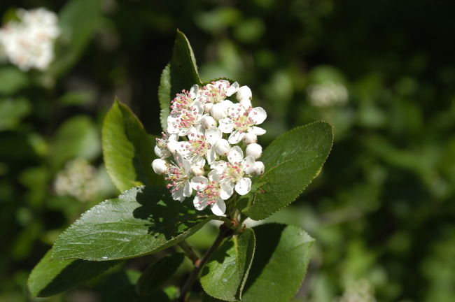 アウランコ国立公園内にて<br />
