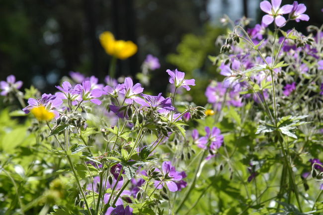 アウランコ国立公園内にて<br />