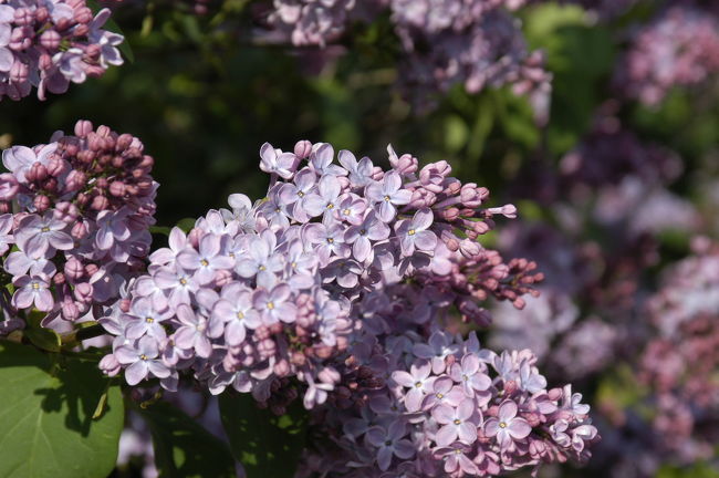 「ライラック」。「トゥルク城」の近くにて<br />